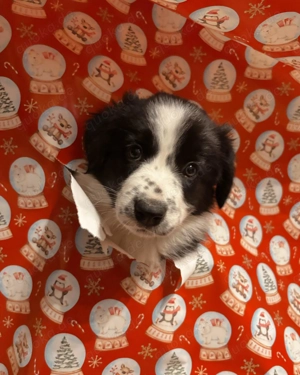 Border Collie Welpen mit Papieren