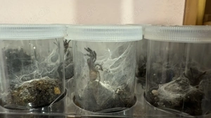 Pterinochilus murinus rcf 2-3 FH