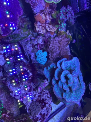Meerwasser Korallen SPS,LPS,Weiche