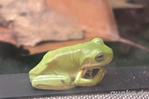 Korallenfinger-Laubfrosch