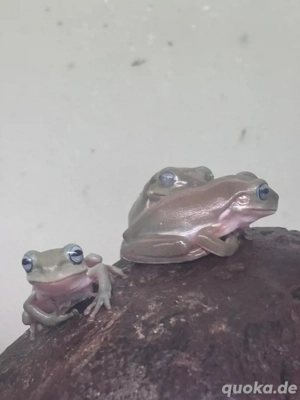 Korallenfinger-Laubfrosch (Blue Eyed)