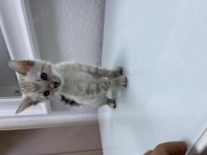 Bengal Snow Lynx Kitte ab den 03.01.26 abgabebereit