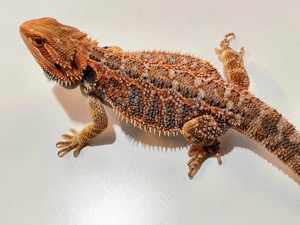 1,0 Farbbartagame NZ 02 25