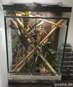 Tropenterrarium 60x40x81-83 (BxTxH) mit Beleuchtung, 2 Nebeldüsen, Eheim-Brunnen mit Stein