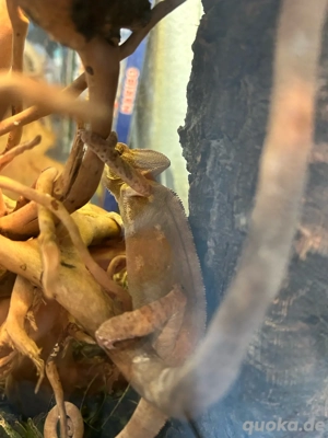 jemenchamäleon mit terrarium