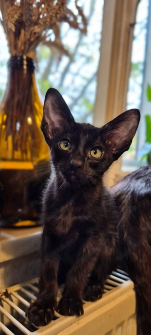 Bezauberndes OKH   Orientalisch Kurzhaar Mädchen, Ebony mit grünen Augen.