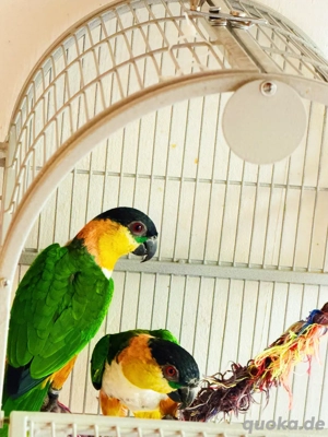 2 kleine Papageien   Männchen 2 Jahre & Weibchen 5 Jahre