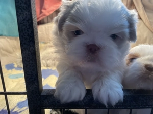 Bezaubernde Shih Tzu Welpen mit Ahnentafel!