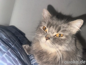 Katzen sucht einen Familie