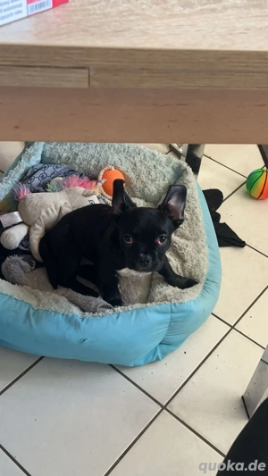 Französische Bulldogg Mix 