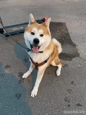 Deckrüde Akita Inu 