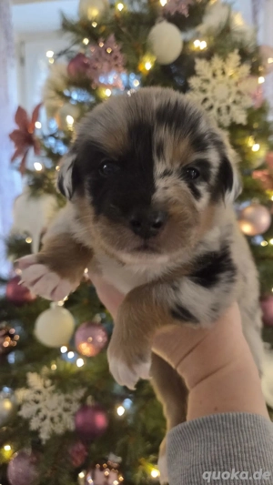 Australian Shepherd Welpen 