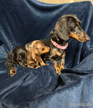 Reinrassige Zwergdackelwelpen