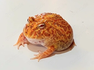 Pacman Frog "Apricot" NZ'25