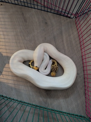 Königspythons Schlangen Königspython Ball Python regius Köpy Snake Schlange