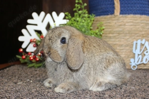  Kleine Miniwidder Baby Kaninchen Hasen Zwergwidder Minilop Jungtiere Bild 3