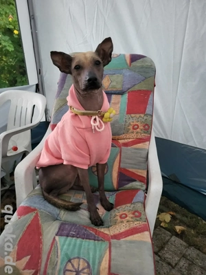 Xoloitzcuintle Xolo Weibchen