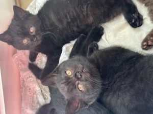  Kleine schwarze Glücksbringer suchen ihr Für-Immer-Zuhause 