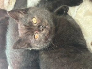  Kleine schwarze Glücksbringer suchen ihr Für-Immer-Zuhause 