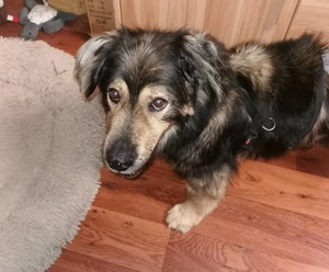 Zordon sucht sein für immer Zuhause!! 