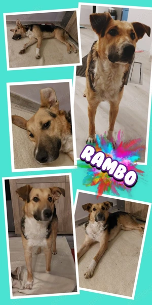 sehr lieber braver, menschenbezogener, sozialer, pflegeleichter Rüde "Rambo" sucht ein Zuhause