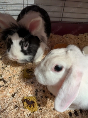 Kaninchen Zwergwidder Löwenkopf-Kaninchen Löwenköpfchen Zwergkaninchen Käfig Zubehör