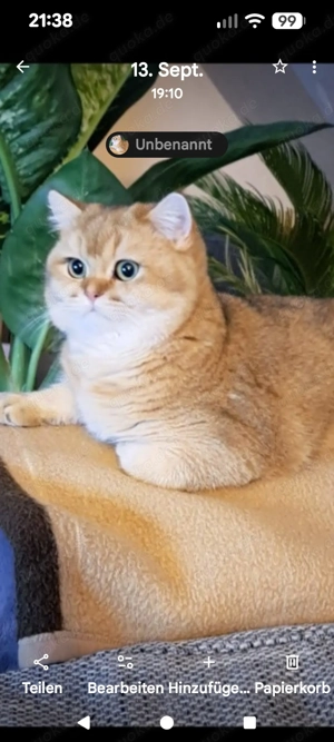 BKH Gold - schadet Kater (kastriert)