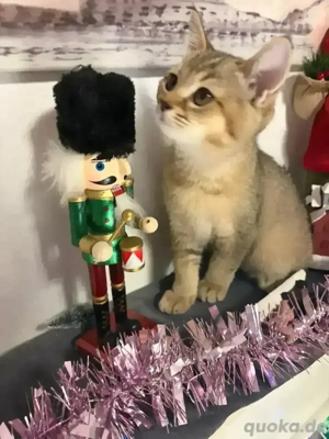 BKH-Kitten zu verkaufen.