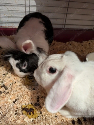 Kaninchen Zwergkaninchen Löwenköpfchen Zwergwidder Hase Haustier Zubehör Komplettpaket Käfig