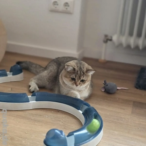 Bkh Kitten - junge Bkh mit Stammbaum