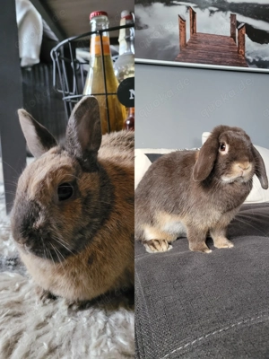 Kaninchenpaar in liebevolle & artgerechte Haltung abzugeben