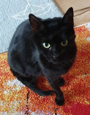 Moon sucht Kuschelkörbchen