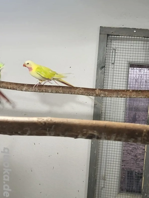 Princess of Wales Sittich 