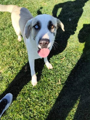 Zuhause oder Pflegestelle gesucht für Patrick