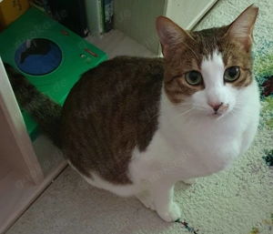 Cookie sucht Kuschelkorb