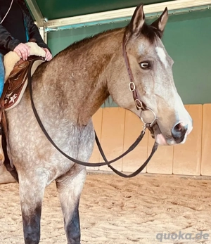 Quarter Horse Zuchtstute