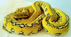0.1 Lemonglow Aztec Netzpython Malayopython 