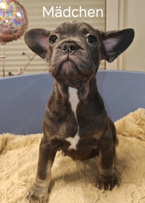 Französische Bulldogge Welpen mit Stammbaum 