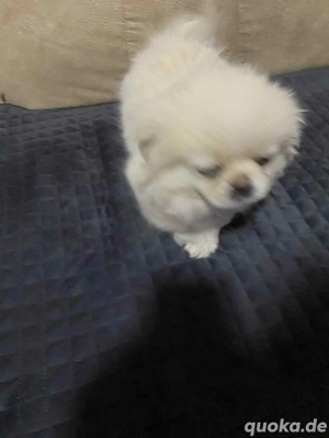  Arci suchen neuen zuhause 