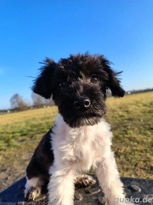 Zwergschnauzer Toy Mix sucht 