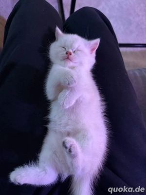 Britisch Kurzhaar Kitten