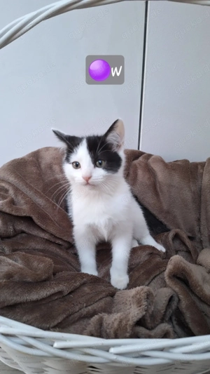   Süße BKH Persisch-Mix Kitten ,am 20.12.25 mit 12 Wochen abzugeben    