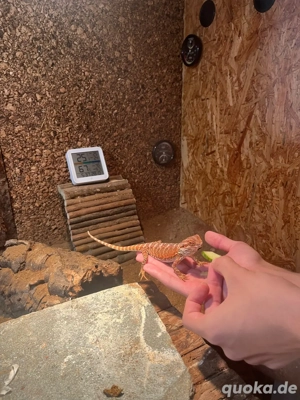 Bartagame zu verkaufen