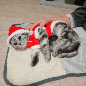 Kater black tabby Whiskas