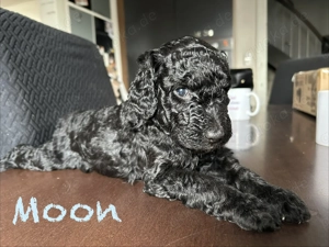 Königspudel Pudel Welpen Großpudel 