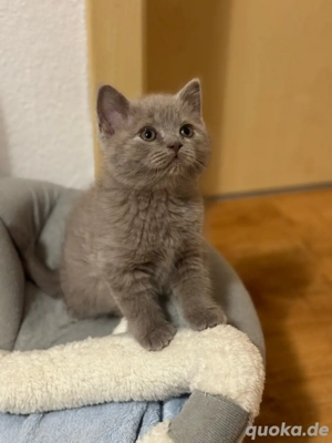 3 BKH Kitten in liebevolle Hände abzugeben