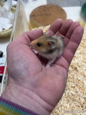 Goldhamster Baby, süß und liebevoll noch 2 da. 