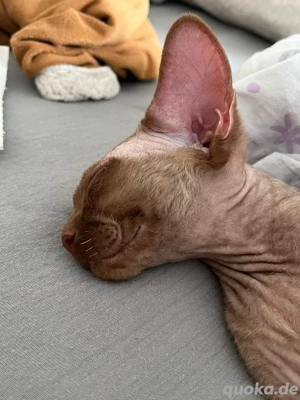 Devon Rex Kater in Cinnamon Farbe 