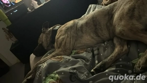 dringend hündin abzugeben !!