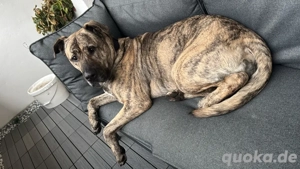 hündin dringend abzugeben 